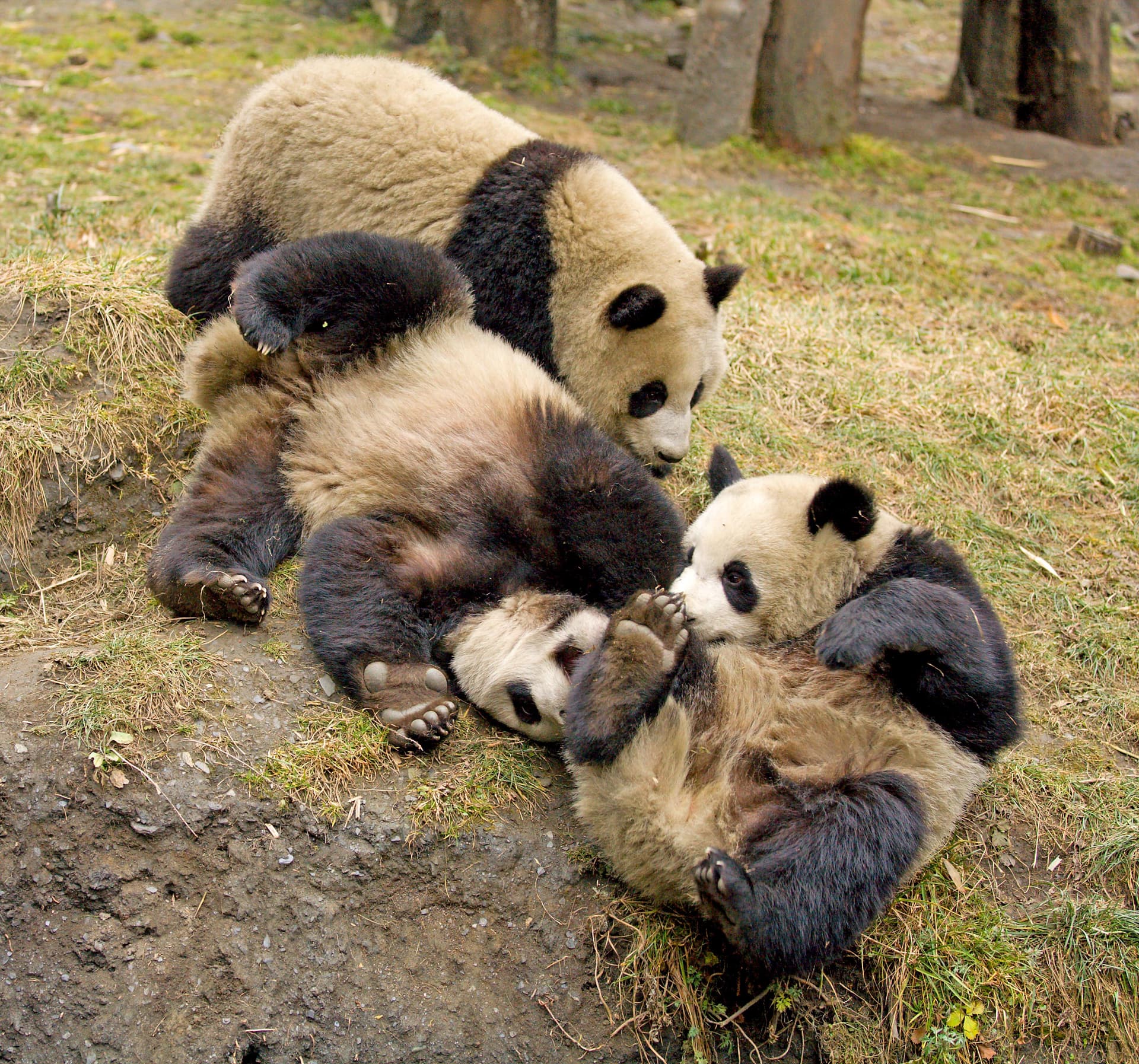 Tao Tao - first captive-bred panda released to the wild