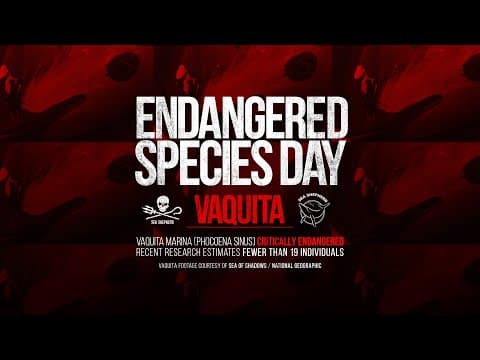 Endangered Species Week Feature Video: Vaquita