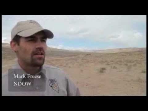Jackson Mountains Wild Horse Pre-gather