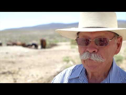 Wild Horses in Crisis