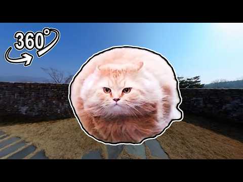 Flying Spinning Cat Meme - Maze Escape | VR 360°