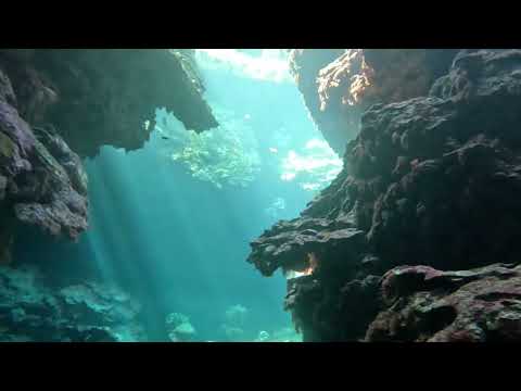 Cave 1.Looking up to the trees from down below, and shafts of sunlight.Uepi Island Resort. 10.8.26