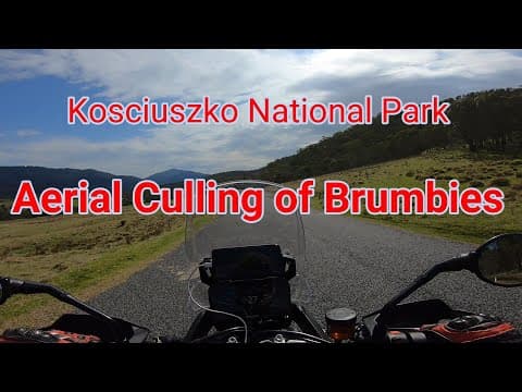 Aerial Culling of Brumbies - Kosciuszko National Park