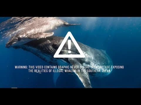 Illegal Japanese whaling filmed by the Australian Government in Antarctica