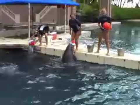 Worlds 2007 Hawaii - venue footage