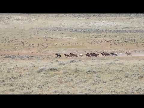 North Landers Complex, WY BLM Wild Horse Round-Up 7/1/24 Video 23 - Scene and Herd Wild Horses