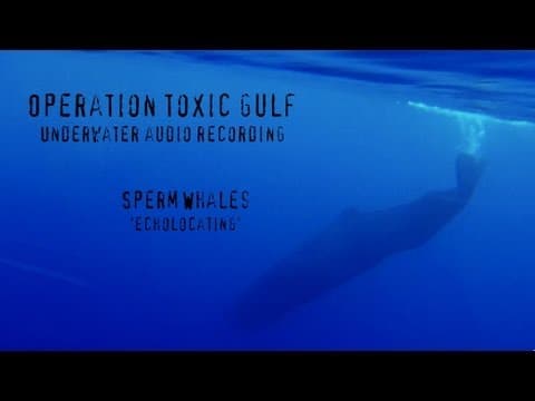 Sperm Whales Echolocating - an underwater audio recording from Operation Toxic Gulf
