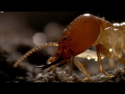 Inside a Termite Fortress
