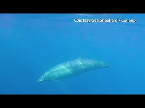 Researchers spot new whale species
