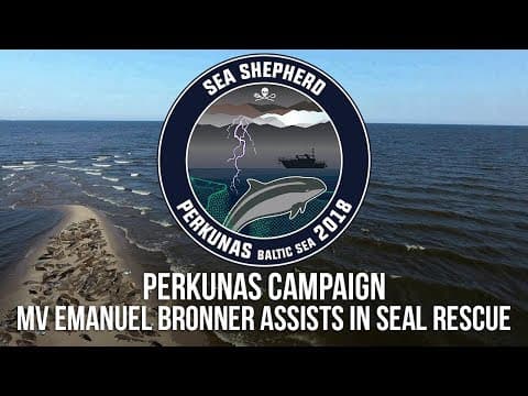 Sea Shepherd Assists in Seal Rescue