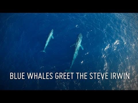 Blue Whales Greet Steve Irwin