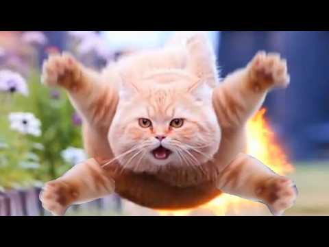 Spinning Cat meme but it's ruin by Ai Flying Cat