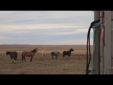 Bureau of Land Management hosts wild horse adoption event in Caldwell