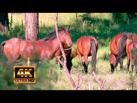 Wild Horses of Heber.