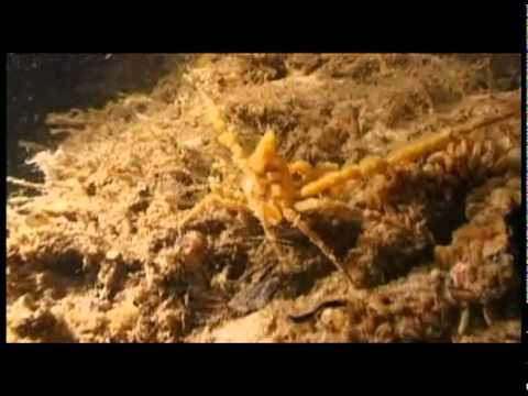 Trésor de la biodiversité... sous les eaux du bassin d'Arcachon