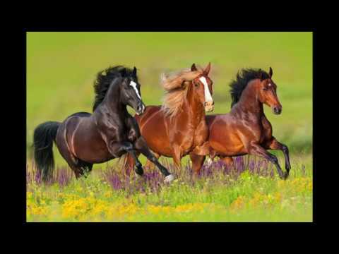 Conservation of Wild Horses