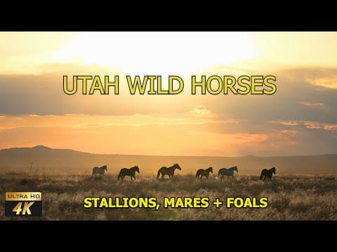 Witness the Majesty of UTAH WILD HORSES