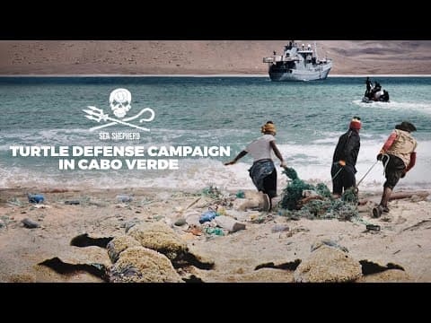 Help Us Protect Cabo Verde's Sea Turtles