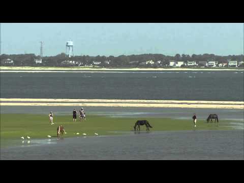 Carolina Traveler: Shackleford Banks Horses HD