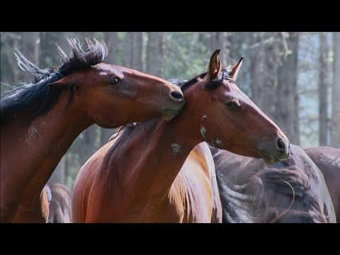 Alberta Wild Horses | 'Skars' Band Found Grazing In The Forest