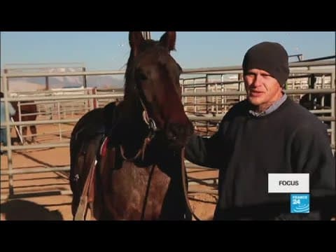 Wild horses, wild controversy: Mustang population proves a headache in US