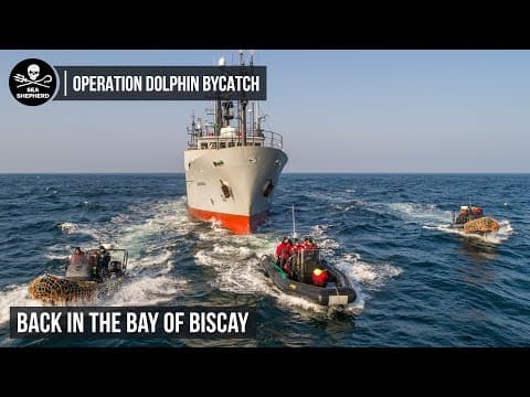 Dolphin ByCatch Campaign: Back in the Bay of Biscay