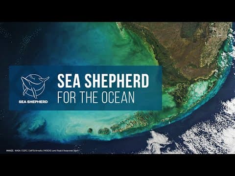 Sea Shepherd: For The Ocean