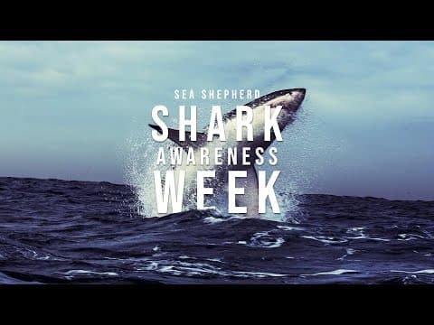 Sea Shepherd's Shark Awareness Week