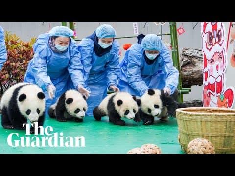 The year's cubs are presented in Sichuan