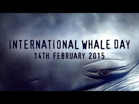Support Sea Shepherd on International Whale Day
