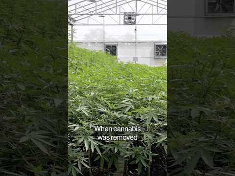 Thailand's push to recriminalise cannabis