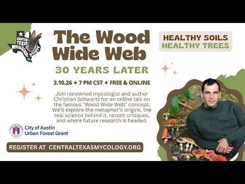 The Wood Wide Web, Thirty Years Later