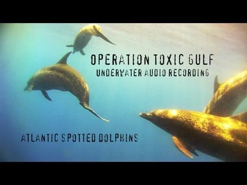 Atlantic Spotted Dolphins - an underwater audio recording from Operation Toxic Gulf