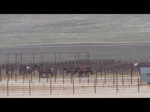 Wild Horses Behind Fences: A Look Inside Wheatland Off-Range Corral
