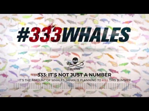 End Whaling - Take action now #333whales