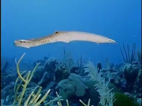 Mysteries of the Hidden Reefs, Episode 35 of 37, Jacques Cousteau Odyssey. The real Life Aquatic