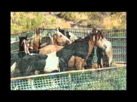 Soda Fire Emergency Wild Horse Gather: September 3, 2015