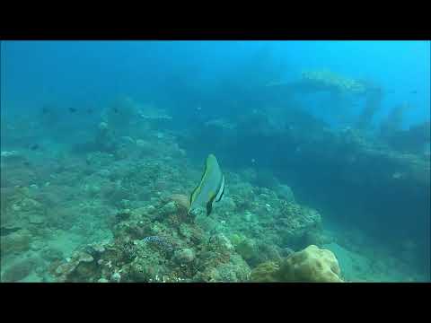 Fish in Bonegi 1 in the Solomons