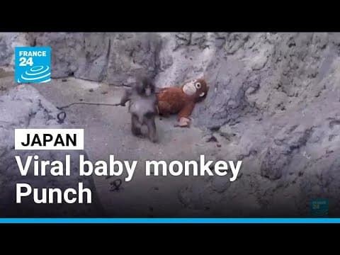 Fans Queue for Punch the Baby Macaque