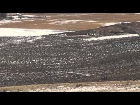 Wild Horse Crisis - and solution! A minidoc by Jeff Roth & Kurt Brungardt
