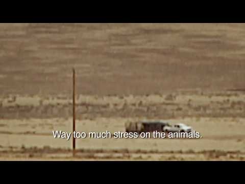 Haunting scene from CAPTURING WILD HORSES Documentary by DeSiree Fawn