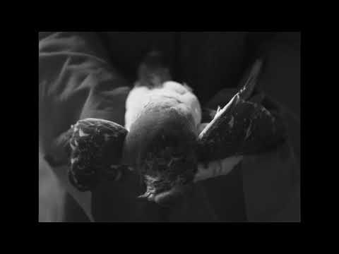 Amenra - A Solitary Reign