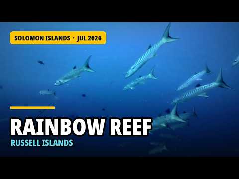 Rainbow Reef, Russell Islands, Solomon Islands | Pinnacle Dive