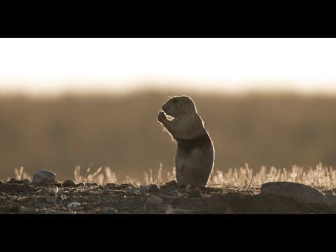 Tracking Prairie Dogs Underground for the First Time