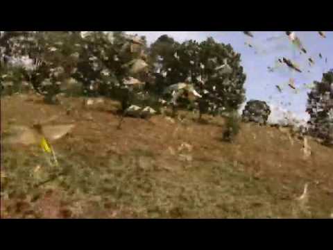 The East Africa locust invasion