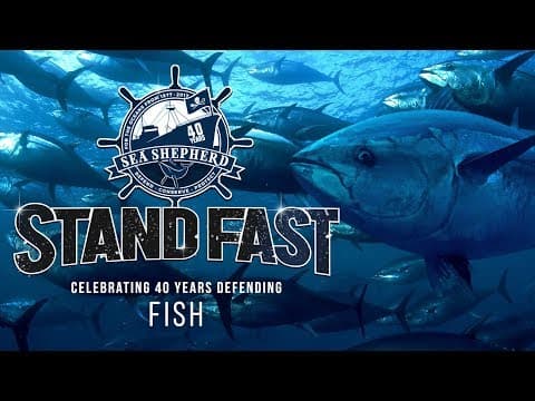 Stand Fast: 40 Years Defending Fish