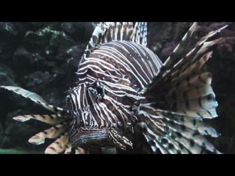 The lionfish invasion