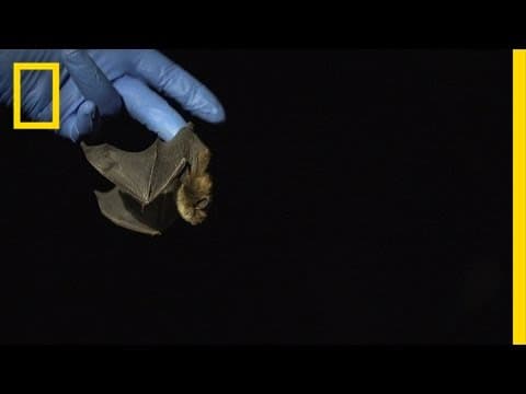 The Bats That Survived a Killer Fungus