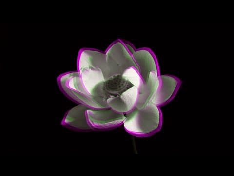 Logistics - Lotus Flower (Official Music Video)