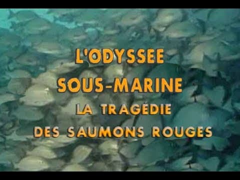 L’Odyssée sous-marine: la tragédie des saumons rouges "salmoni rossi, Alaska/USA"